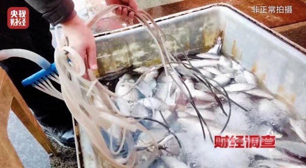 一瓶盖下去，活鱼瞬间瘫软！央视曝光：商贩给活鱼喂“三无”麻醉剂，水产市场管理人员视而不见