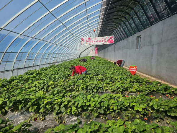 “篮球流量”变“产业增量” 建昌营村民BA生态产业园开门迎客
