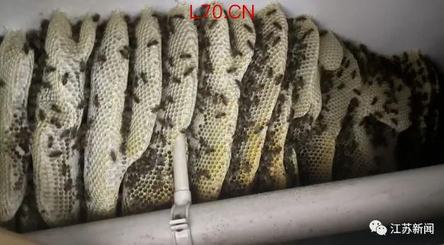 车窗未关车内惊现蜂巢当事人发声 蜜蜂十分钟筑巢
