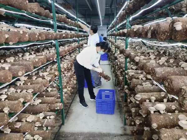 现代农业公司开展菌菇采收工作
